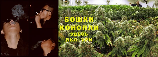 прущие грибы Болохово