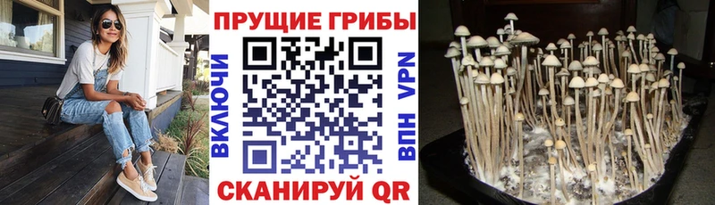 Купить  Майский  Галлюциногенные грибы Psilocybine cubensis 